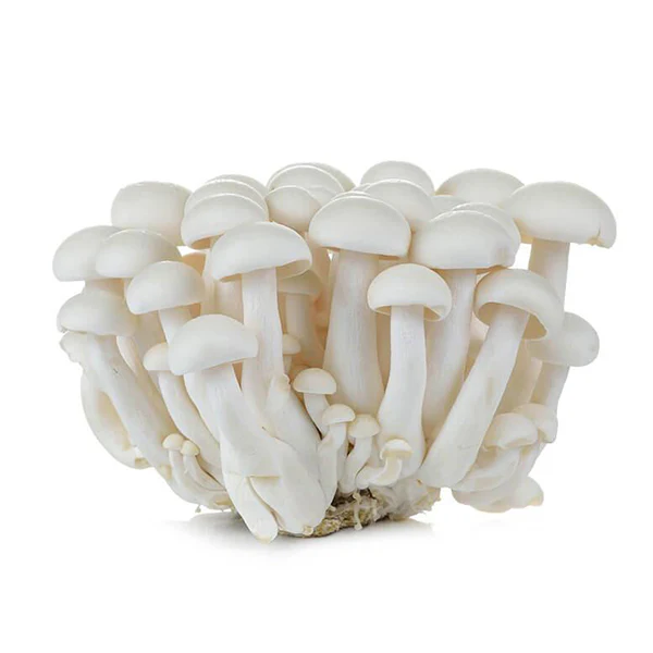 Jamur - Mushroom