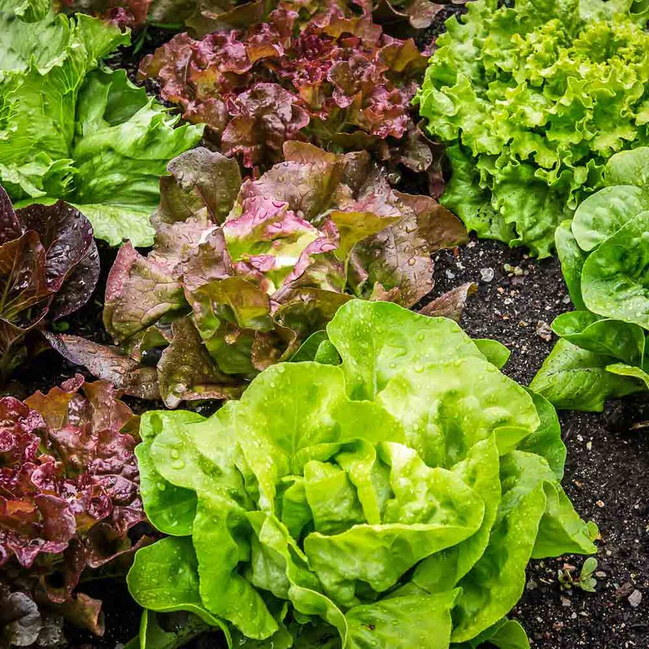 Sayur - Vegetables
